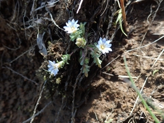 Gentiana squarrosa