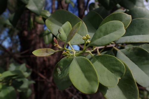 Santalum ellipticum observed 2026-09-12