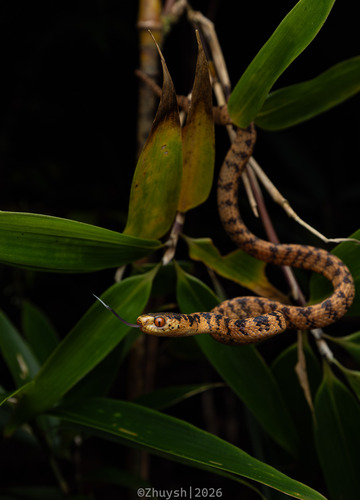 Formosa Slug Snake