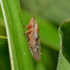 Aphrophora saratogensis