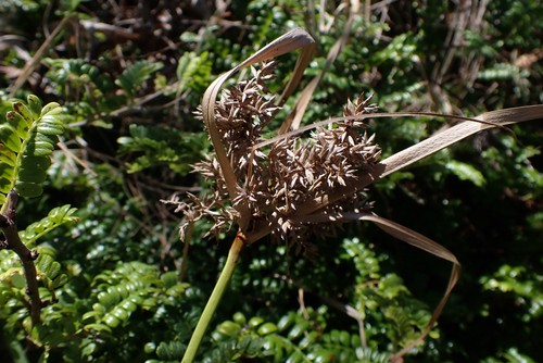 Cyperus javanicus observed 2026-09-12