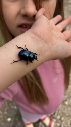 Springtime Dung Beetle