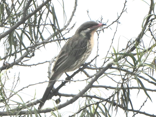 Spiny-cheeked Honeyeater