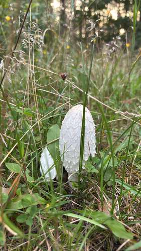 Shaggy Mane