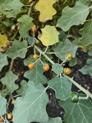 Solanum violaceum