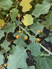 Solanum violaceum