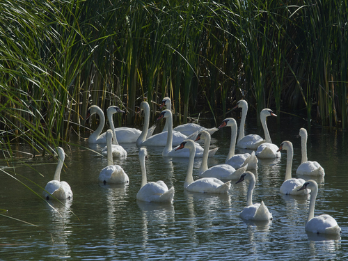 Mute Swan
