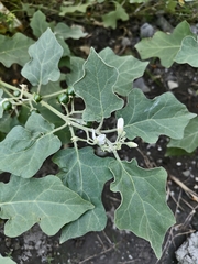 Solanum violaceum, photograph (c) 雲一百香果, some rights reserved (CC BY)