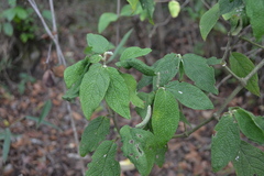 Piper artanthe