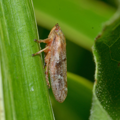 Aphrophora saratogensis