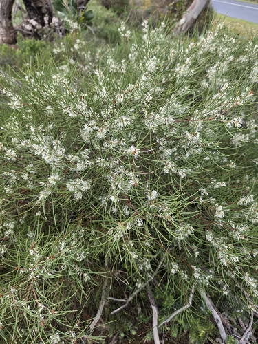 Hakea rostrata