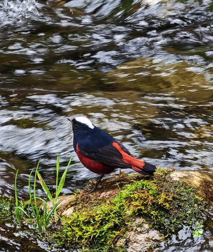 White-capped Redstart