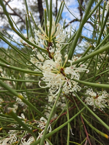Hakea rostrata, photograph 2