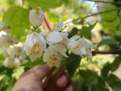 Deutzia crenata