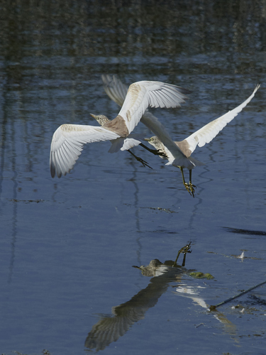 Squacco Heron