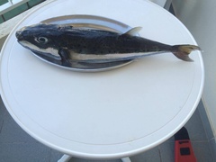 Lagocephalus sceleratus