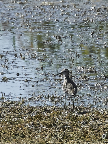 Wood Sandpiper
