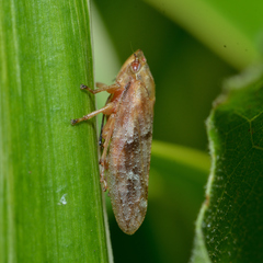 Aphrophora saratogensis