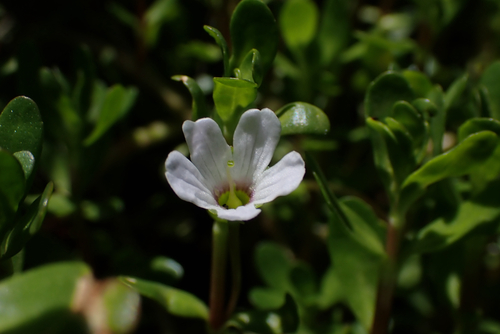 Bacopa monnieri observed 2026-09-12