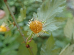 Rubus palmatus coptophyllus