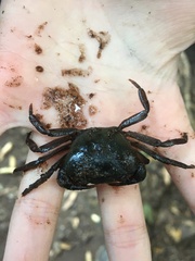 Potamonautes parvicorpus