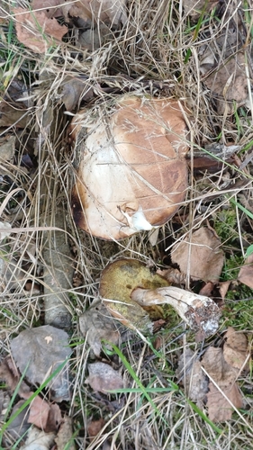 King Bolete
