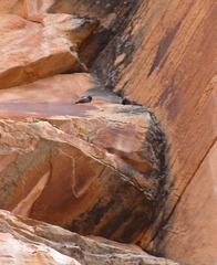 Leucosticte atrata