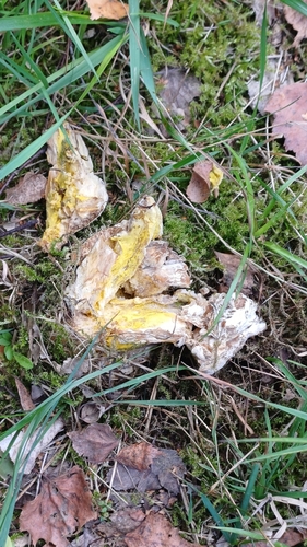 bolete mould