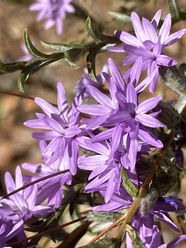 iNaturalist observation photo of Sierra lessingia