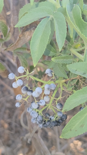 blue elder