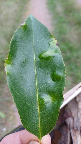 Taphrina farlowii
