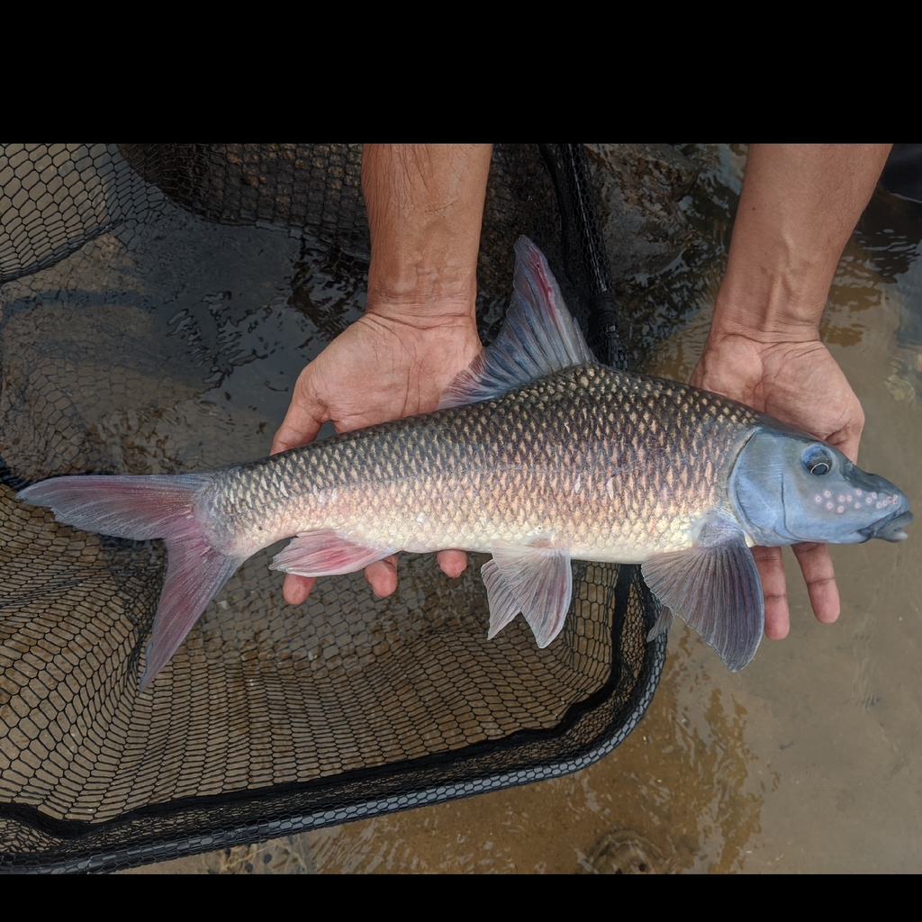 Nilgiris barb