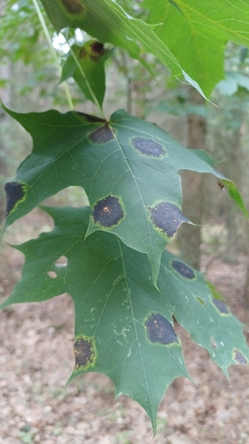 Black Tar Spot
