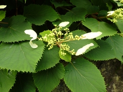 Hydrangea hydrangeoides