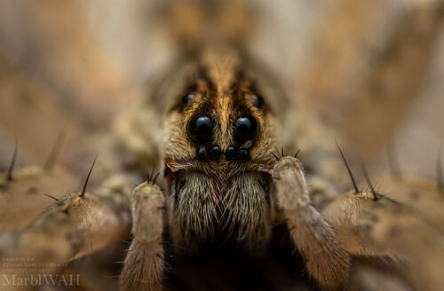 Hogna antelucana