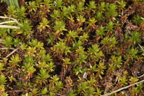 Raoulia glabra, photograph 6