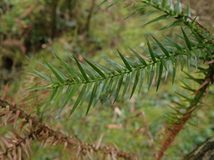 Cunninghamia lanceolata