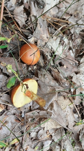 Larch Bolete