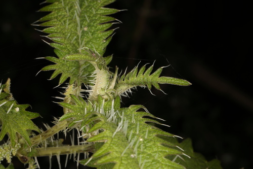 Urtica ferox, photograph 5