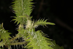 Urtica ferox, photograph (c) Jacob Littlejohn, some rights reserved (CC BY-SA)