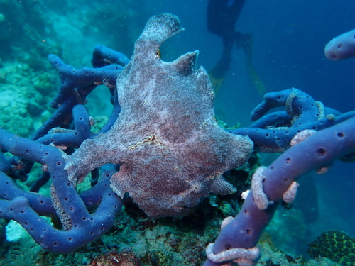 Antennarius commerson observed 2026-09-13