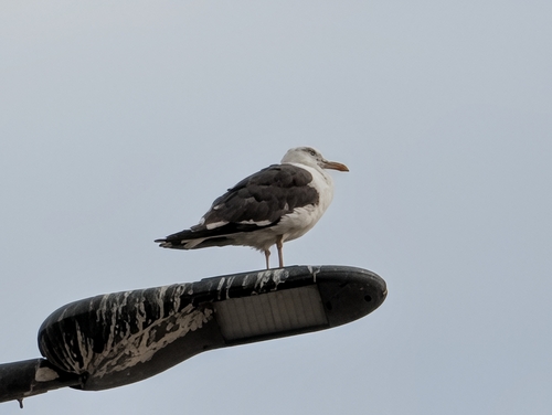 Lesser Black-backed Gull