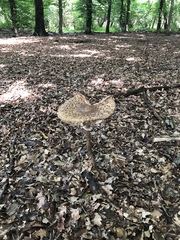 Macrolepiota procera