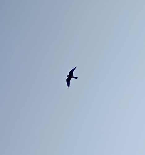 Eurasian Hobby