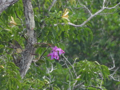 Cattleya violacea