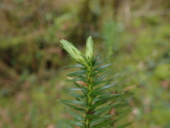Cunninghamia lanceolata
