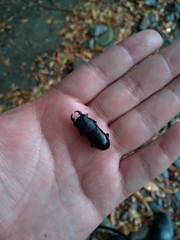 Dorcus