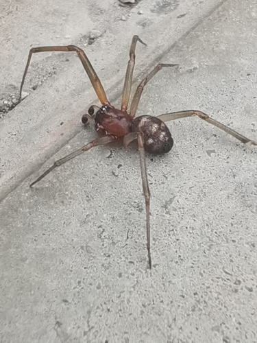 False Black Widow