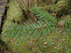 Cunninghamia lanceolata