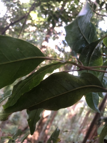 Canarium australasicum observed 2026-09-13